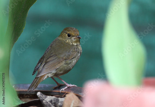 Rufous-headed Robin, Larvivora ruficeps photo