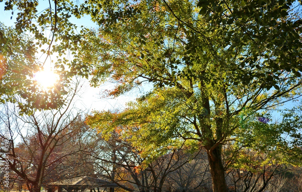 秋　紅葉　カエデ　太陽　あずまや　風景　