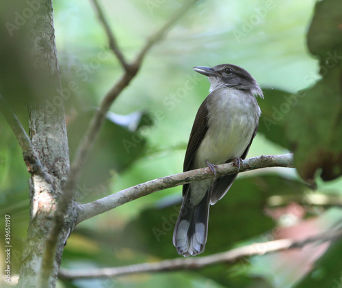 Hook-billed Bulbul, Setornis criniger photo