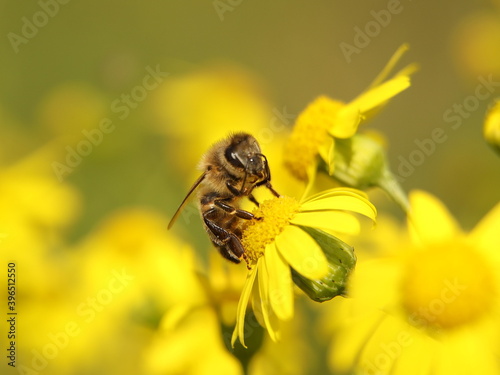 A bee collects nectar from a yellow wildflower. Macro of an insect on a plant with a blurred background. Harvesting. Pollination of plant flowers. Flora and fauna of the temperate region © Xato Lux