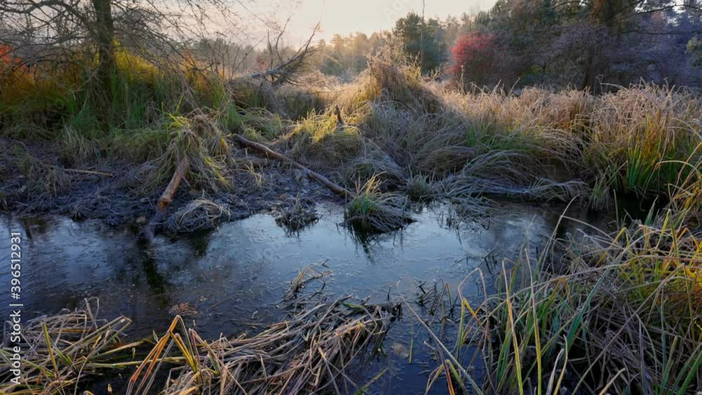 Nature at the junction of autumn and winter. Sunrise in a swampy area with a frozen stream, grass covered with inium and trees. Gimbal shot Nature at the junction of autumn and winter. Sunrise in a swampy area with a frozen stream, grass covered with inium and trees. Gimbal shot