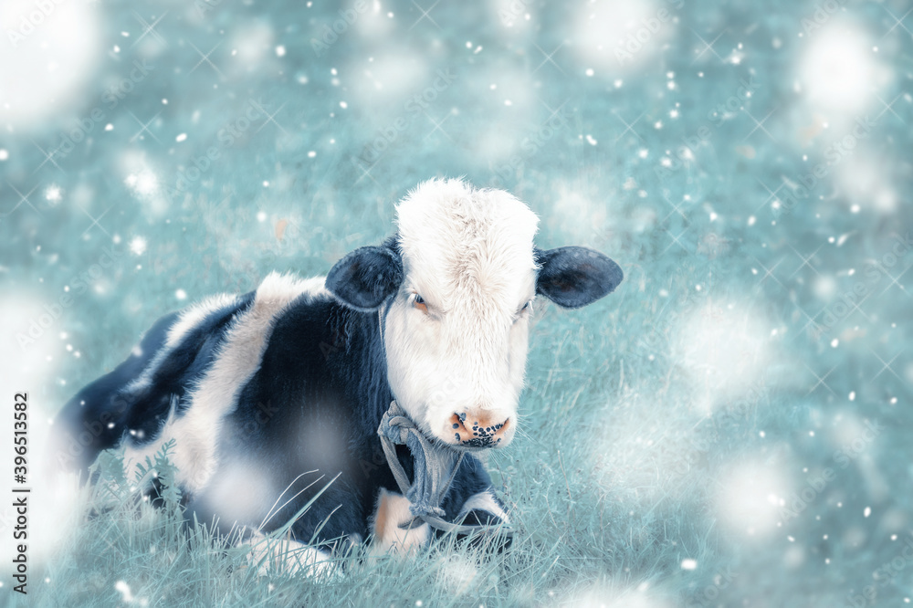 purebred bull with black spots and a white head is lying in a field in ...