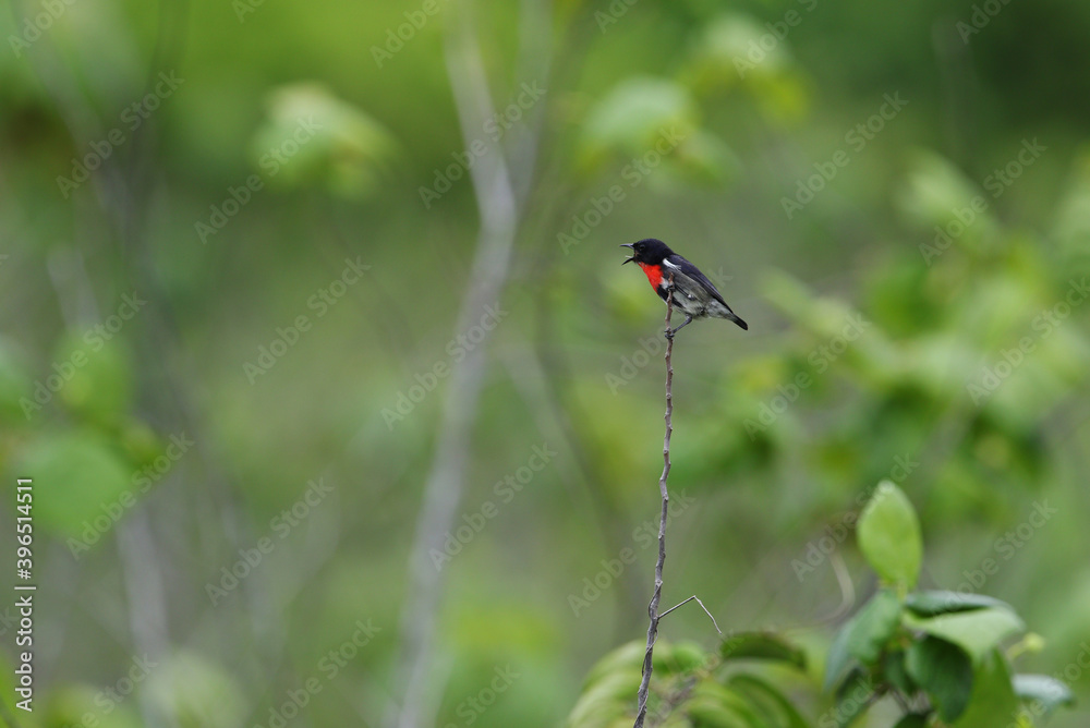 Grey-sided Flowerpecker, Dicaeum celebicum Grey-sided Flowerpecker, Dicaeum celebicum