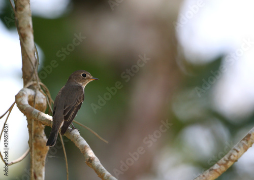 Asian Brown Flycatcher, Muscicapa dauurica