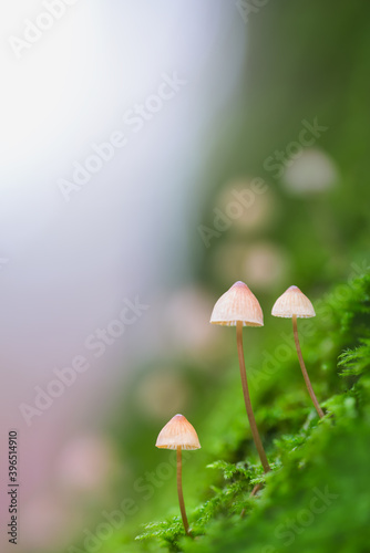 Three mushrooms in the forest on a tree trunk
