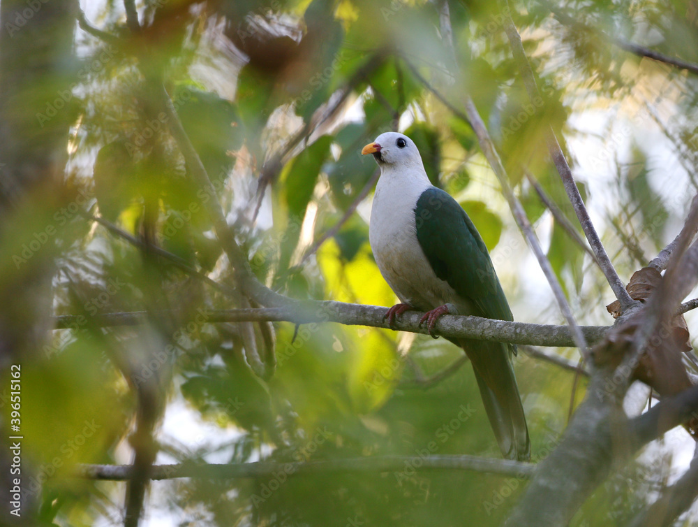 Banggai Fruit-dove, Ramphiculus subgularis