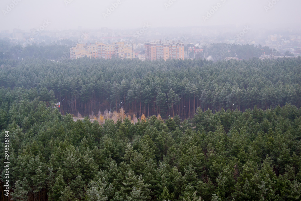 a city located near a pine forest in the fog