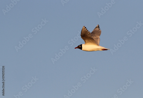 Relict Gull  Ichthyaetus relictus