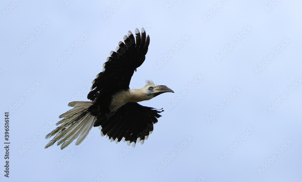 Fototapeta premium White-crowned Hornbill, Berenicornis comatus
