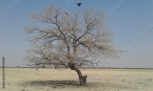 African acacia tree in an Oshana plain of Ogongo, Omusati region, Namibia, Africa. photo