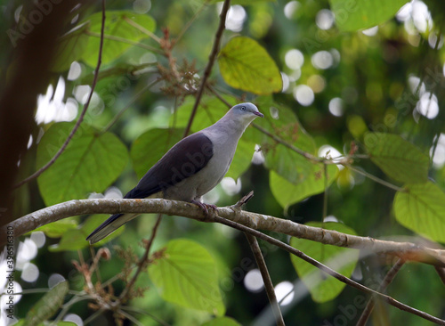 Mountain Imperial Pigeon, Ducula badia