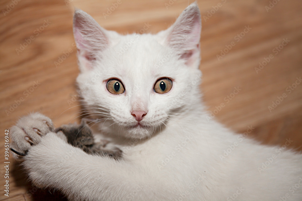 a young white cat caught a mouse, is taken by surprise and looks at the camera 