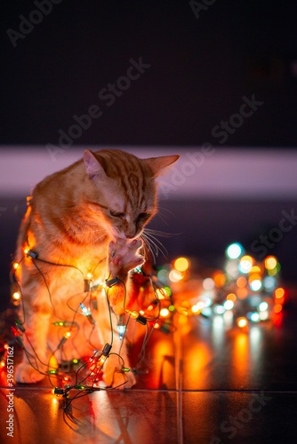 Beautiful young orange tabby cat plays with decor with Christmas lights, holiday home eve decoration © Khorzhevska