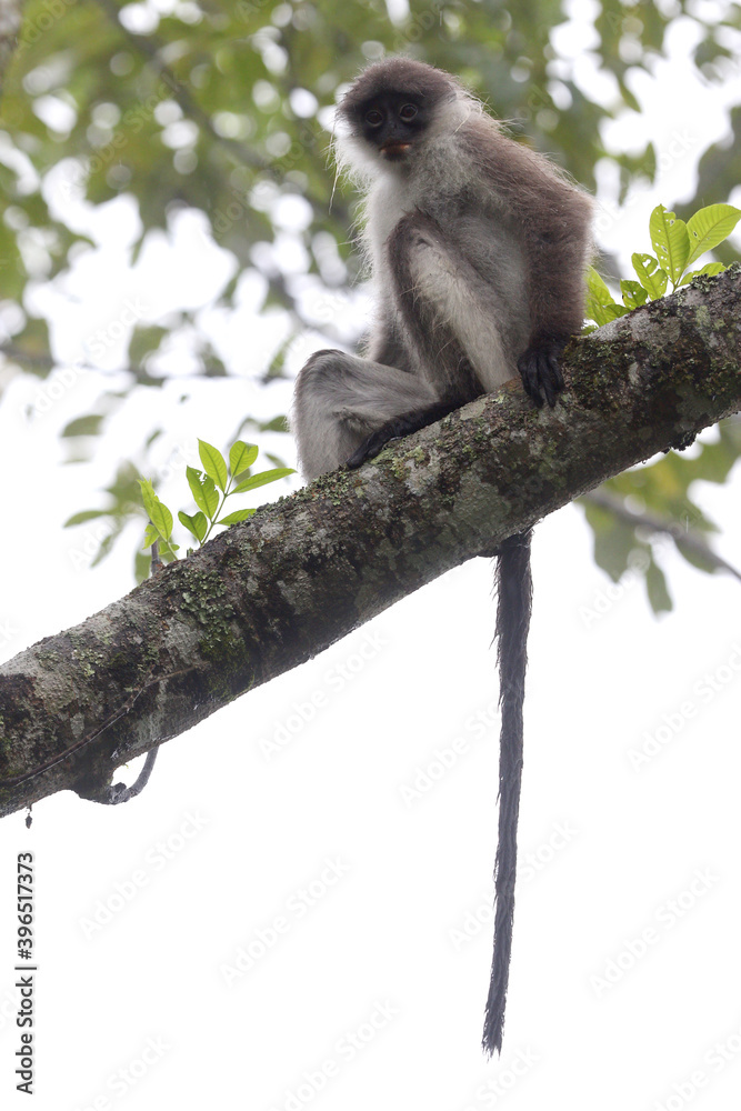 White-thighed Surili, Presbytis siamensis