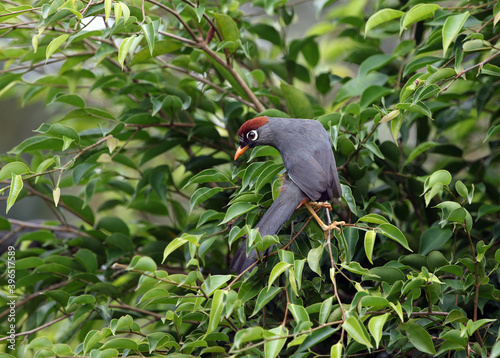 Spectacled Laughingthrush, Pterorhinus mitratus major photo