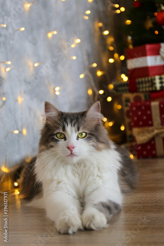 Portrait of beautiful grey-white longhair cat under the stacks of Christmas presents in colorful wrapping paper. Portrait of beloved pet at home, bokeh effect lights background. Close up, copy space