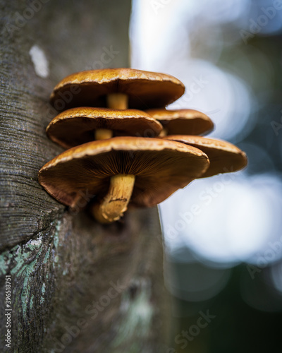 closeup of a mushroom on a tree 