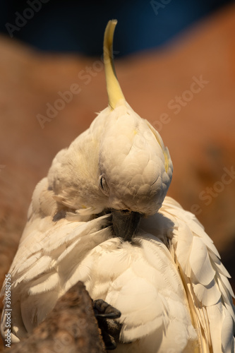 close up of a bird