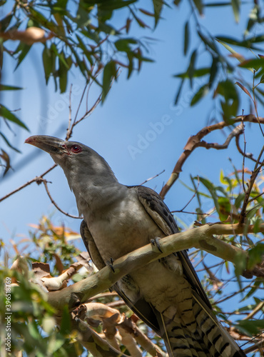 Channel-billed cuckoo 