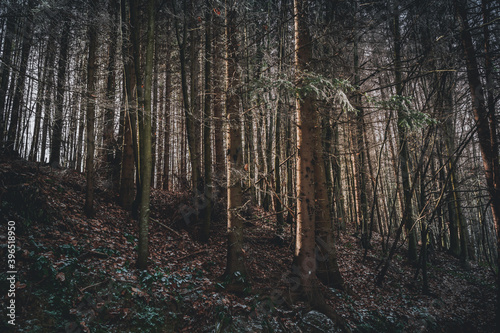 Dark mysterious forest with sunlight passing through