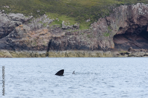 Basking shark swims away from a geological rock cave background