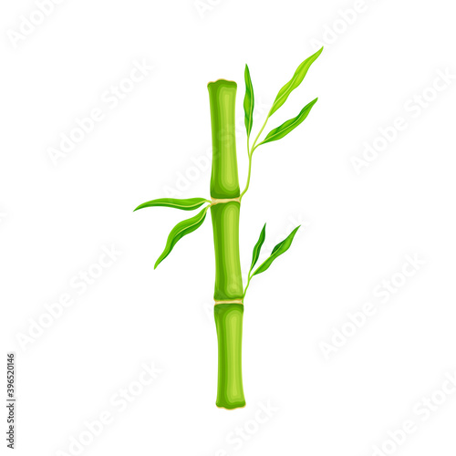 Bamboo Stick with Hollow Stem and Green Foliage Vector Illustration