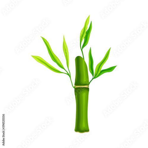 Bamboo Stick with Hollow Stem and Green Foliage Vector Illustration