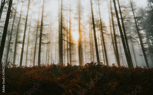 Sunlight shining through the misty woods