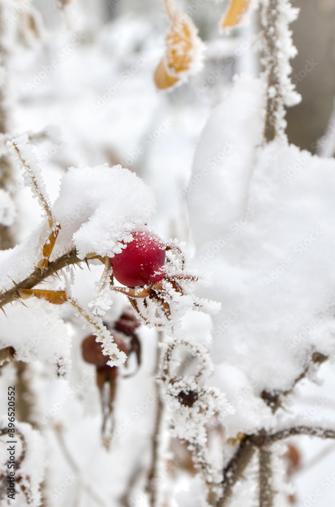 Branches with red fruits dog rose, briar ( Rosa rubiginosa, rose hips ) in of hoarfrost and in snow with space for text