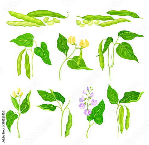 Flowering Bean Plant with Pod and Seeds as Vegetable Crop Vector Set