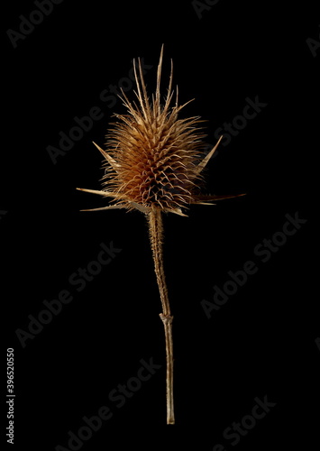 Dry burdock  thistle head  bur with stem isolated on black background with clipping path