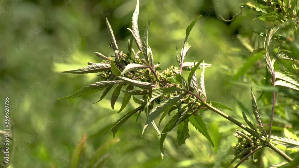 Plan large d’un pied de cannabis chanvre naturel pousse au soleil gros