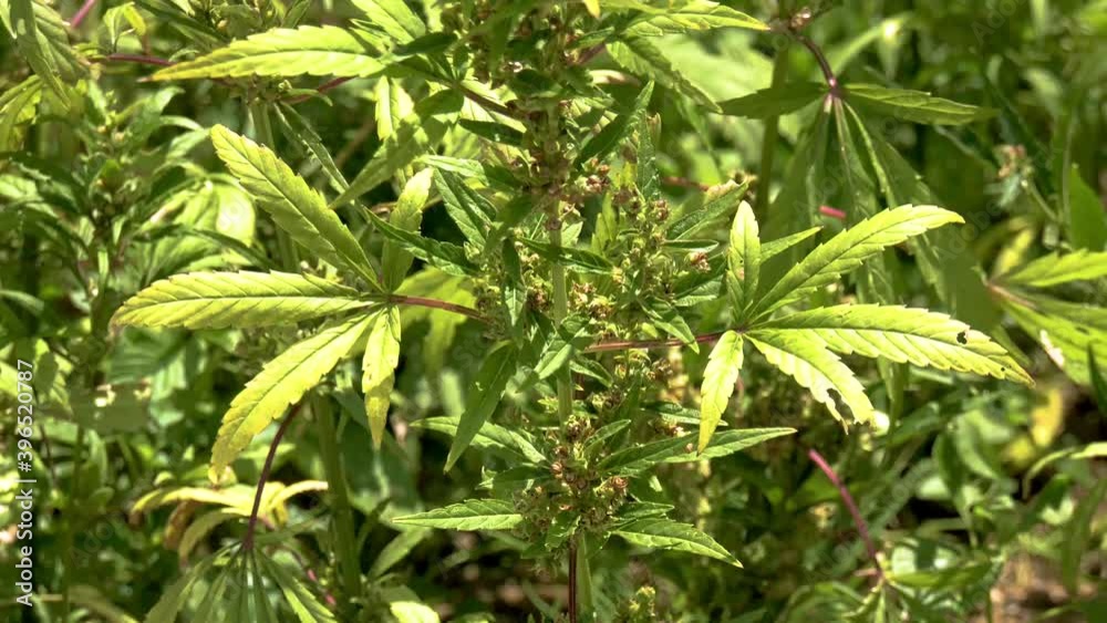 Plan large d’un pied de cannabis chanvre naturel pousse au soleil gros plan sur un pied de marijuana pour consommation médicale de couleur verte dans un champ biologique de sativa indica Plan large d’un pied de cannabis chanvre naturel pousse au soleil gros plan sur un pied de marijuana pour consommation médicale de couleur verte dans un champ biologique de sativa indica