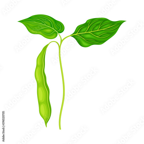 Green Stalk of Flowering Bean Plant with Hanging Pod as Vegetable Crop Vector Illustration