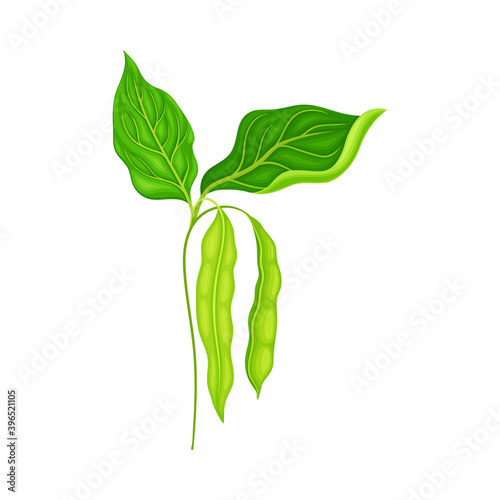 Green Stalk of Flowering Bean Plant with Hanging Pod as Vegetable Crop Vector Illustration