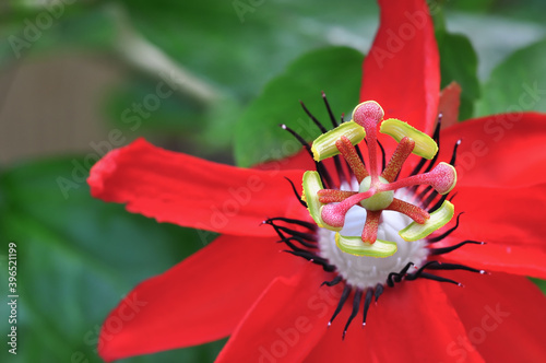 Passiflora coccinea (common names scarlet passion flower, red passion flower) is a fast-growing vine. photo