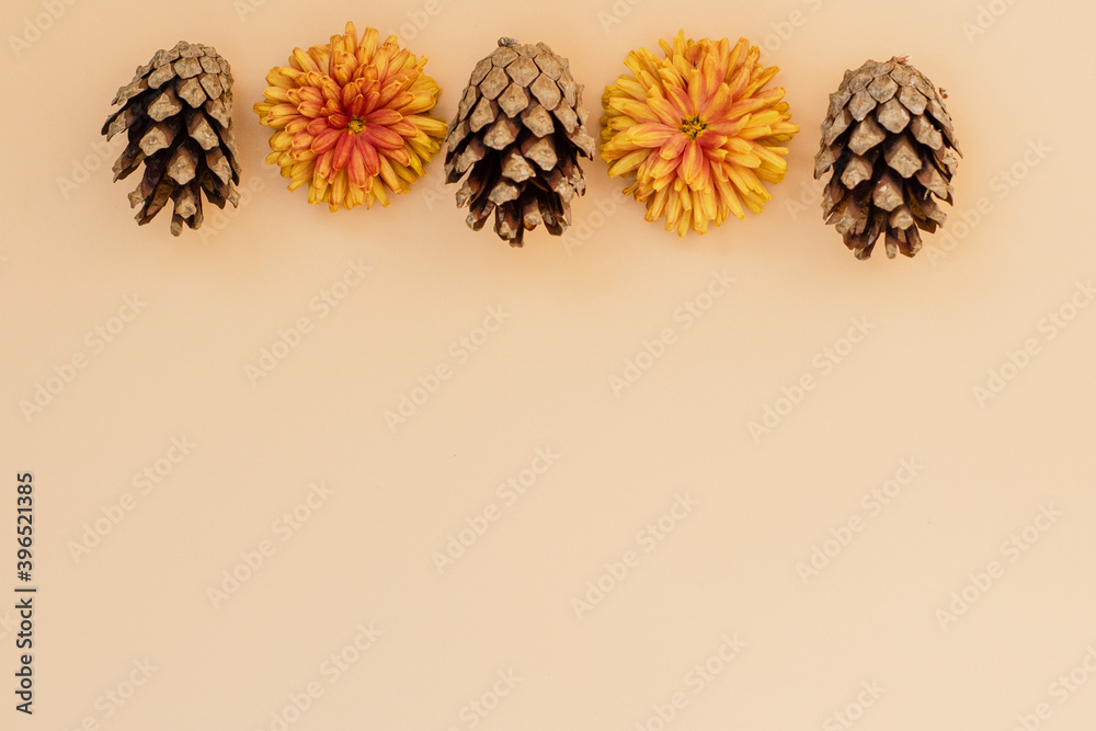 Composition of yellow chrysanthemum flowers on a beige background autumn layout or greeting card. The view from the top.