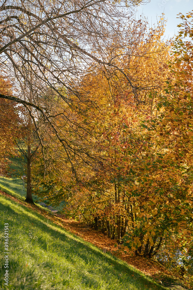 autumn colors in the park