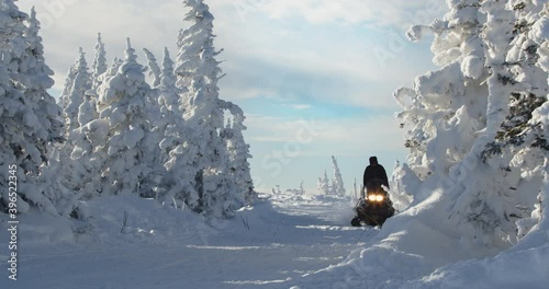 Snowmobile rides through the pine forest in slow motion. Sheregesh, Russia.