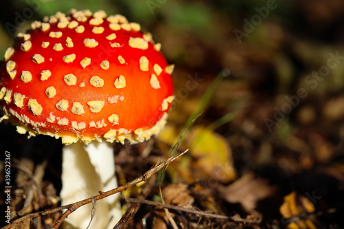Fly agaric mushroom in the forest in October, around Nijmegen Netherlands