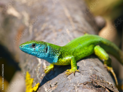 Tableau sur toile lacerta viridis, european green lizard