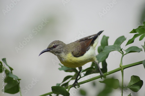 Sunbird about to take off