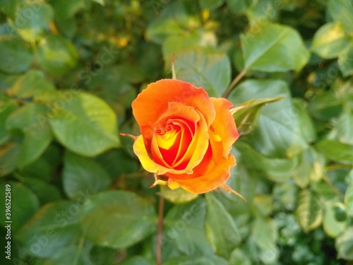 Rosa 003