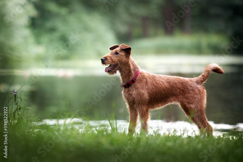 The Irish Terrier stands on the shore of the lake in the summer