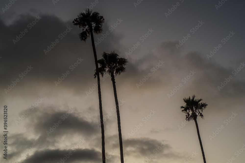 Fototapeta Palmy do nieba, San Diego, Kalifornia, USA