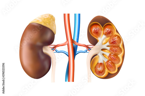 Vector illustration of human kidneys with blood vessels in a cut