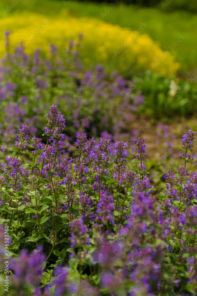 flowers in the garden