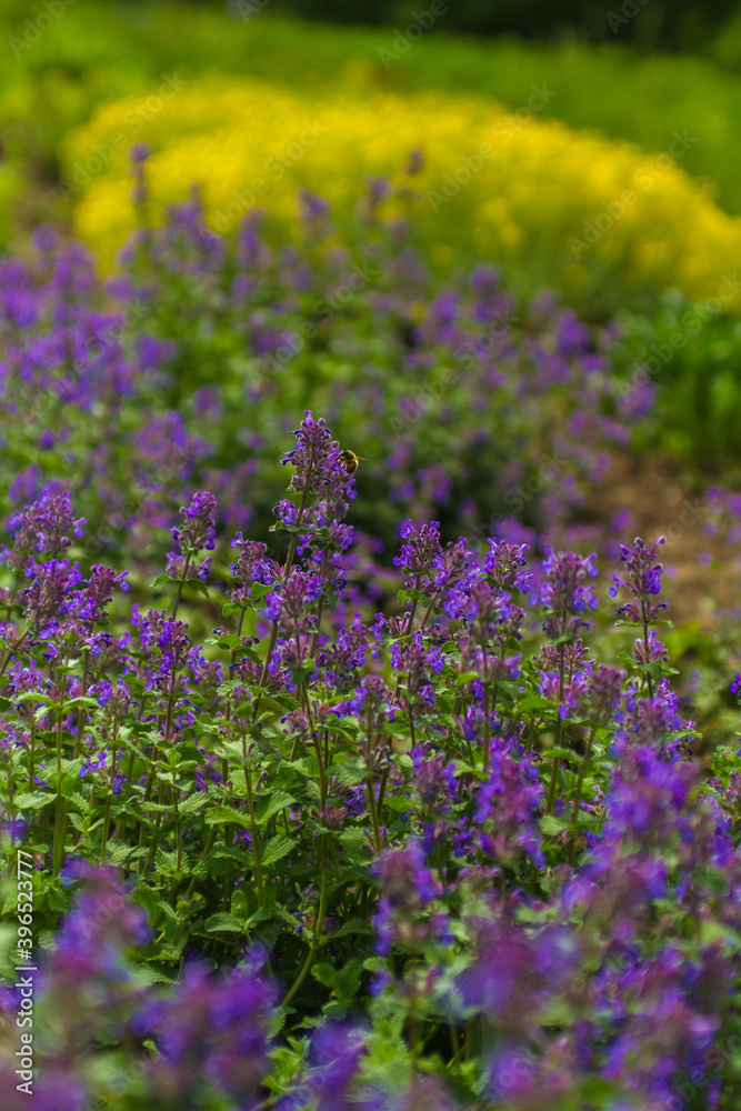 Obraz premium flowers in the garden