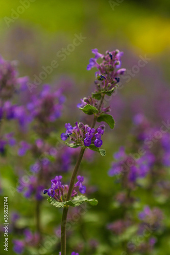 purple flowers in the garden close up