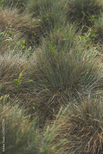 grass in the sand